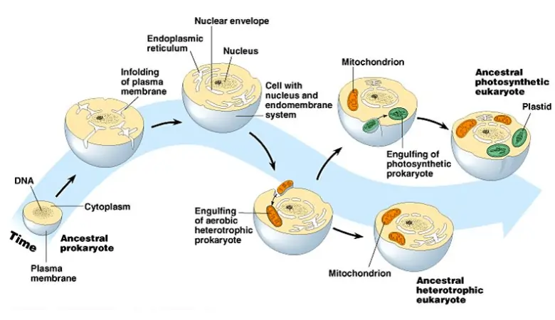 Endosymbiotic Theory of the Origin of Eukaryotic Cells